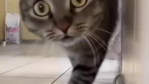Comedy videos 😂😂