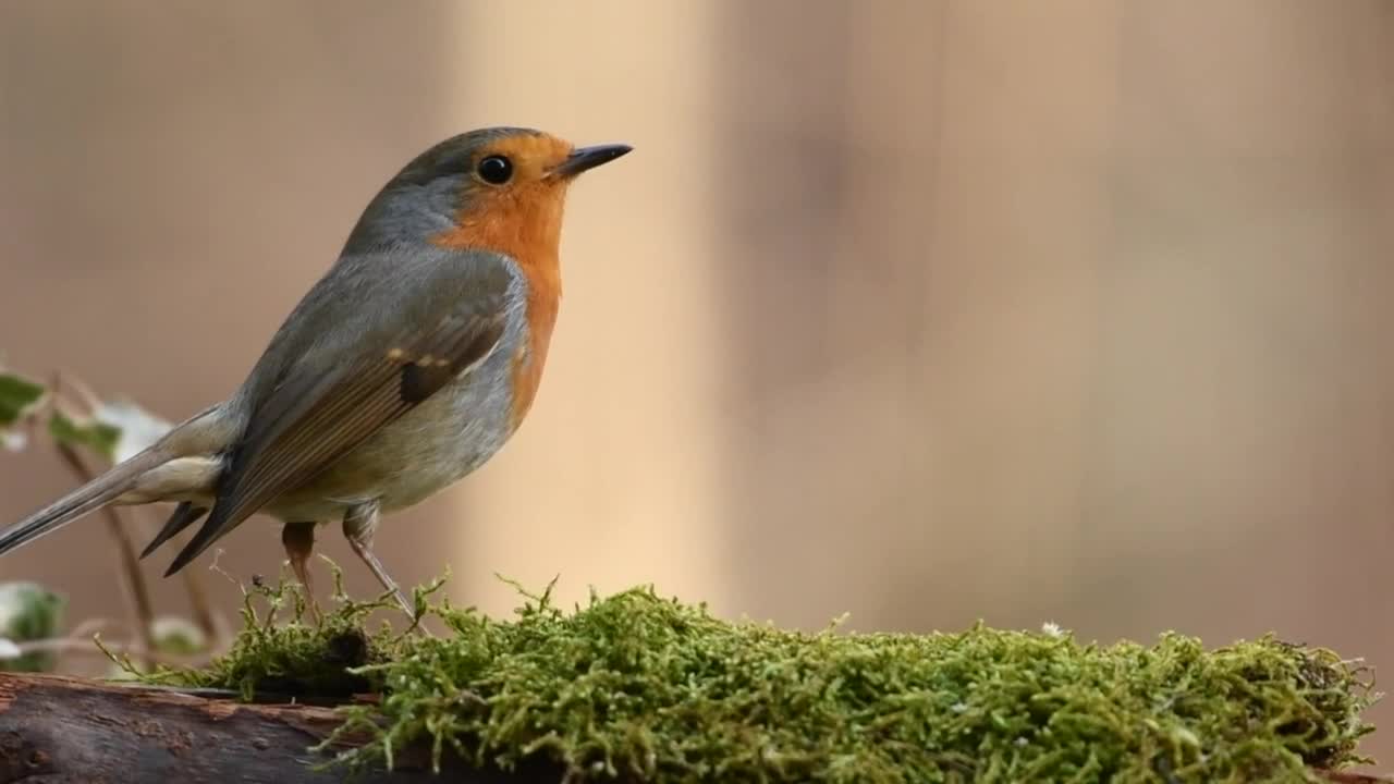 Bird eating #shorts