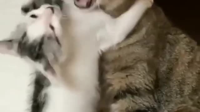pets cats funny animals