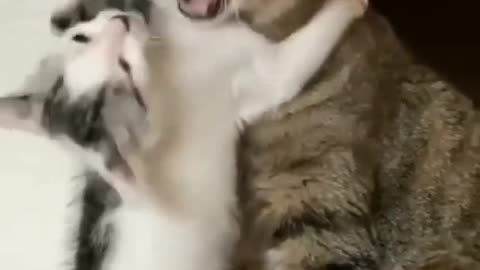 pets cats funny animals