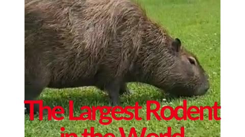 The Largest Rodent in the World