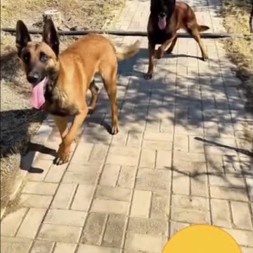 Hilarious Dogs #shorts