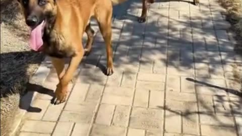 Hilarious Dogs #shorts