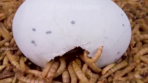10 000 mealworms vs. watermelon
