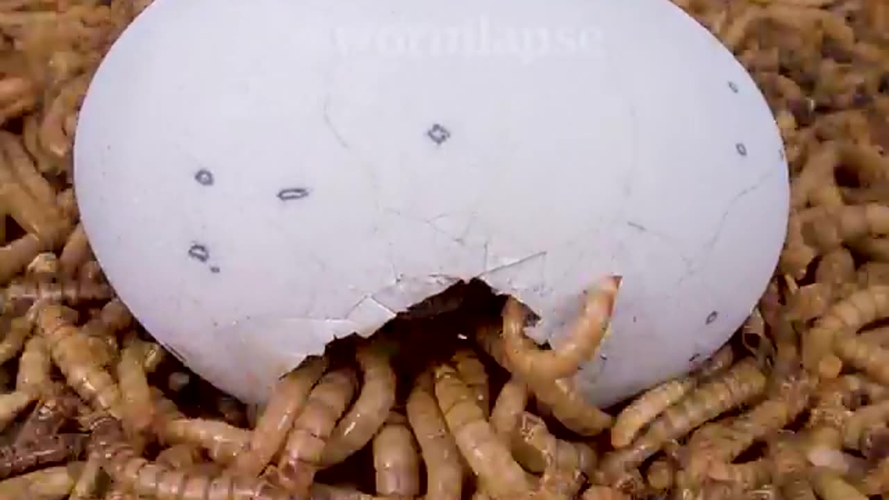 10 000 mealworms vs. watermelon