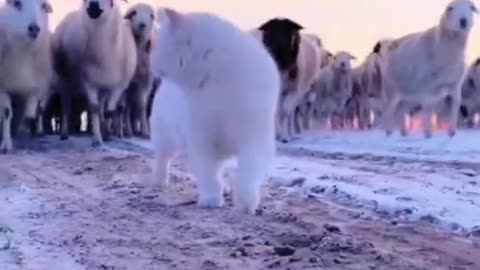 I wonder if the cat mistook her for her own, so well protected. ,