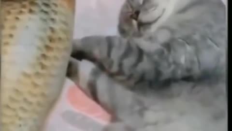 Reaction of funny dog & cat