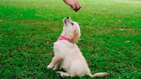 Cute Dog Jumping