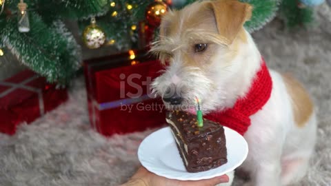 The dog is eating cake