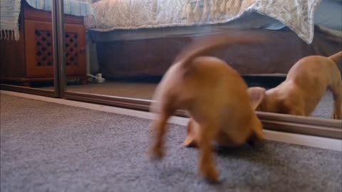 Cute Moment __ Puppies __ Enjoy 30 sec __ DJ Trendz __ Cute_Dog