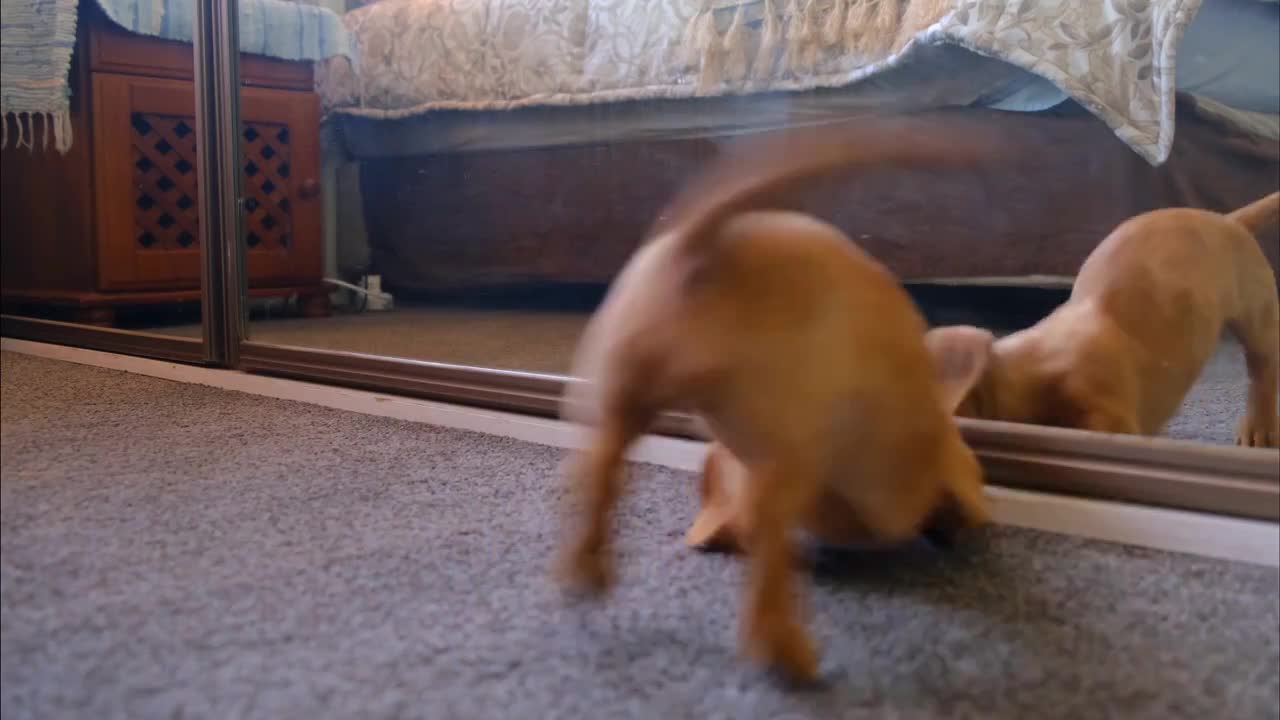 Cute Moment __ Puppies __ Enjoy 30 sec __ DJ Trendz __ Cute_Dog