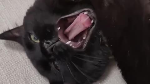 TRY NOT TO LAUGH 😆 Best Funny Videos Compilation 😂😁😆