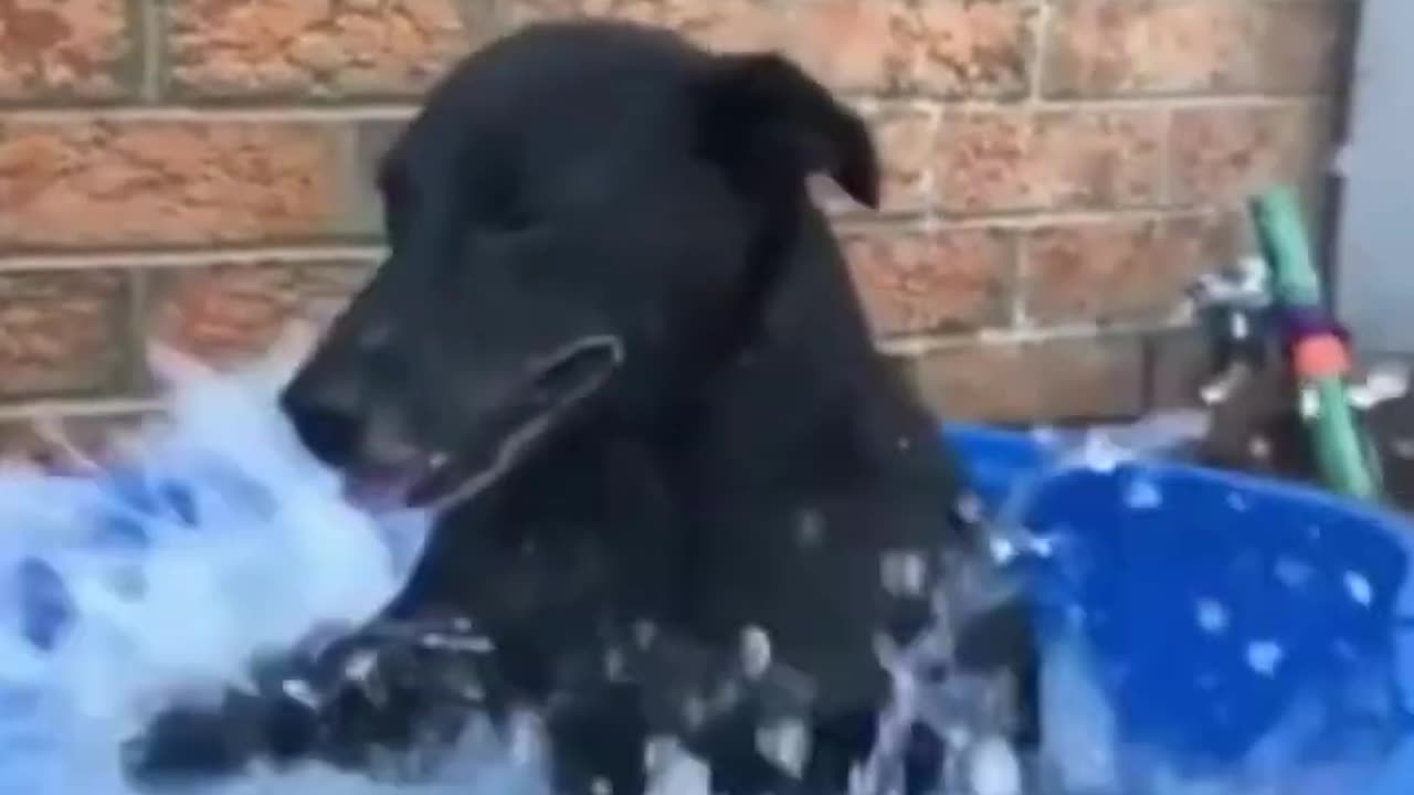 Try to watch the video and don't laugh. Impossible 😂😂