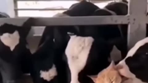 Cute animal video