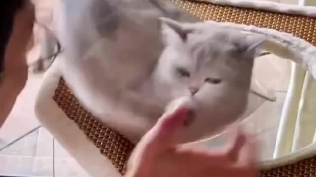 Funny Cats Funny Cat Videos #26