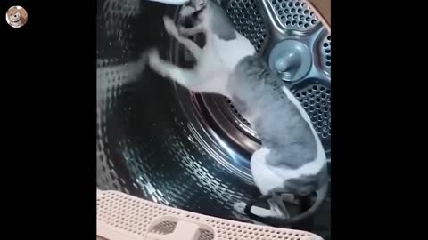 Funniest Animals 🤣 - Best Dogs And Cats Videos 2022 🐶😻