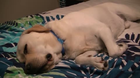 Labrador dog dreaming barking in sleep