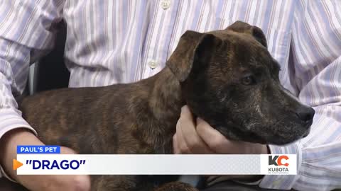 PAUL'S PETS Meet Drago the dog up for adoption at the Humane Educational Society in Chattanooga