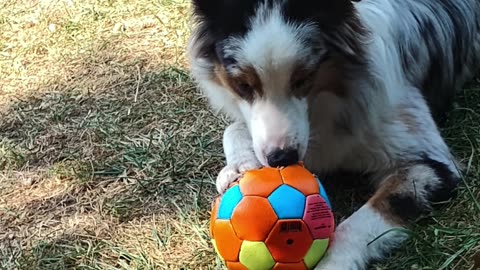 Soccer ball you’re mine cuts ruff cut 1