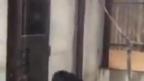 Monkey Funny