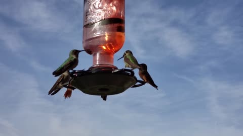 Hummingbird is beautiful