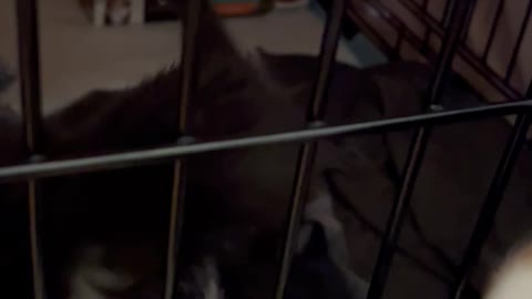 Foster Kittens Don't Want to be in Crate After Eating