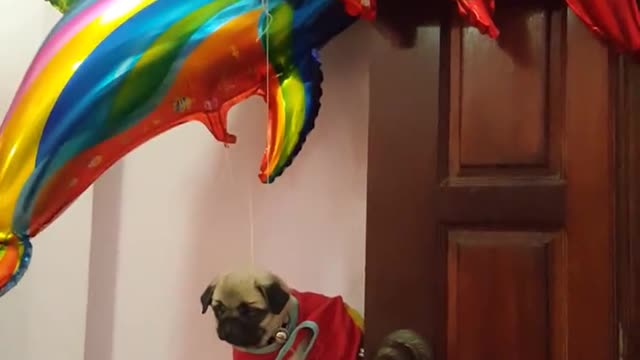 Pup Pup and Away