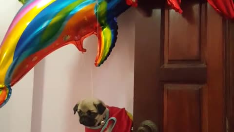 Pup Pup and Away