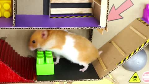 My Hamster Adventure