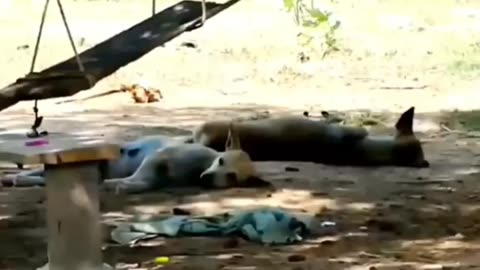 Funny animals