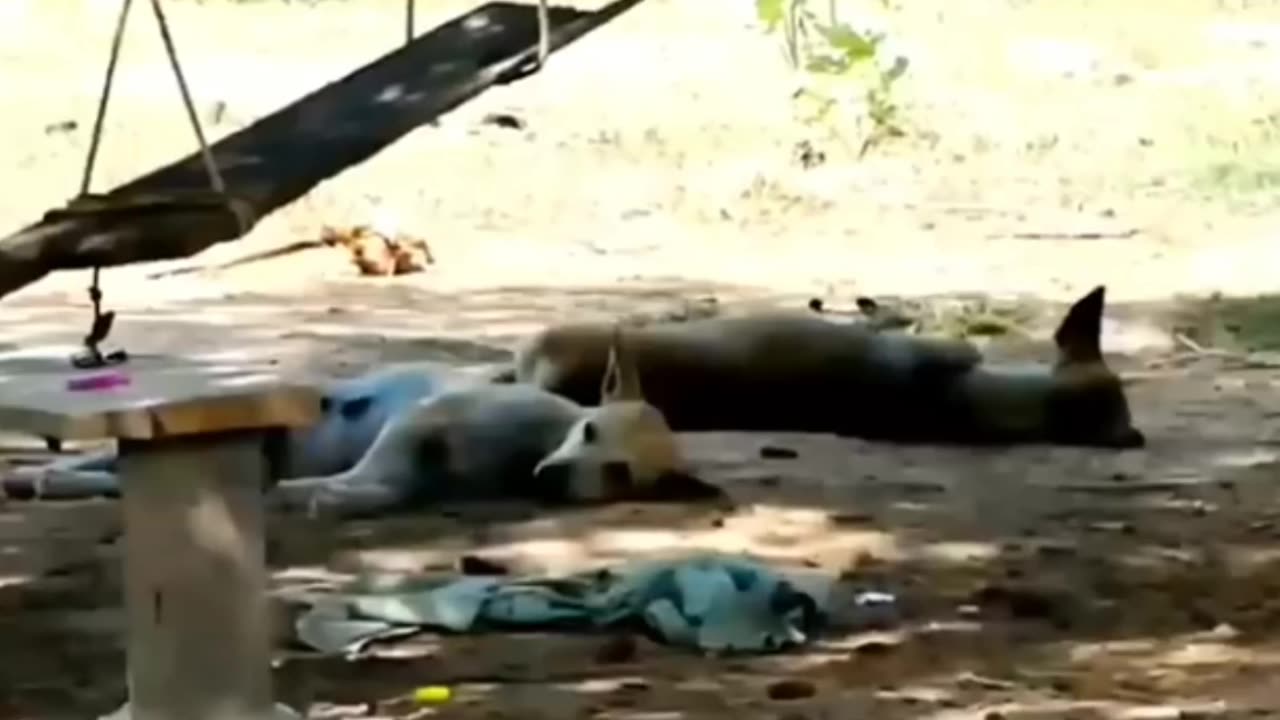 Funny animals