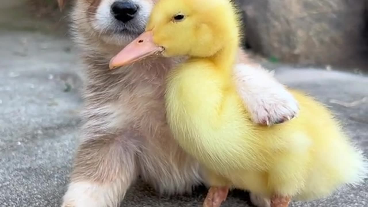 dog and cute talkš„°