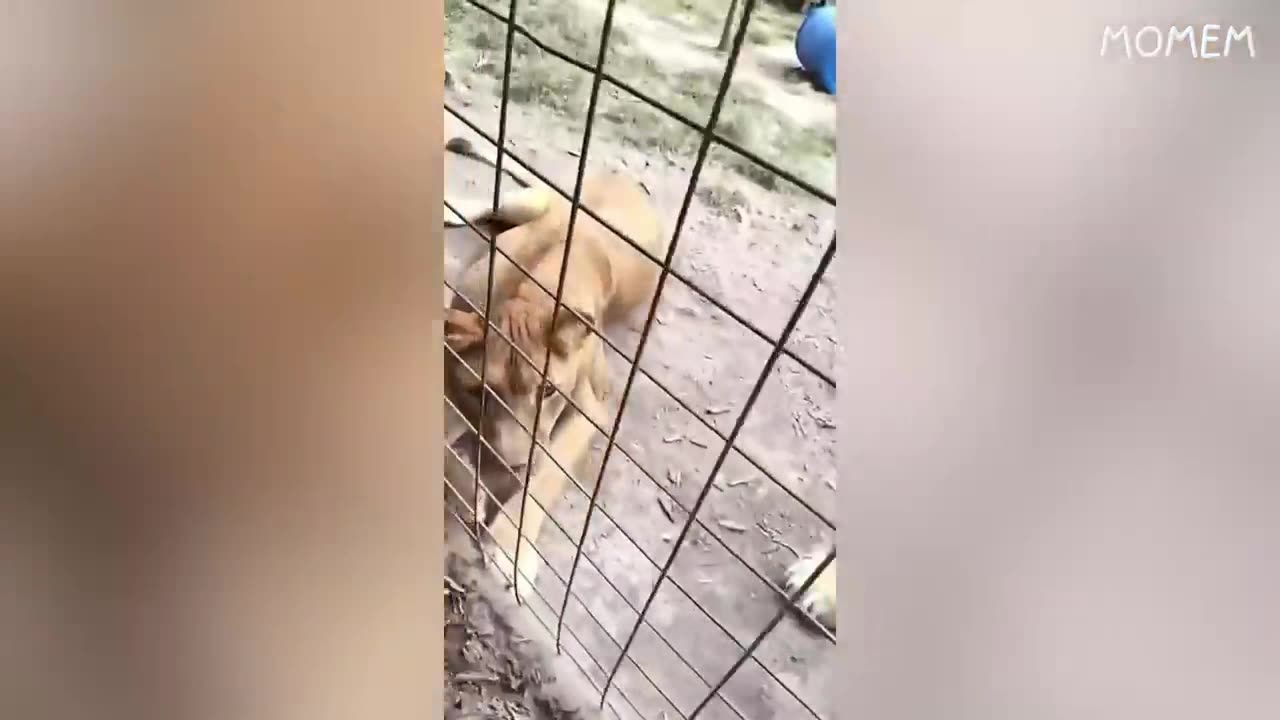 You Laugh You Lose 1