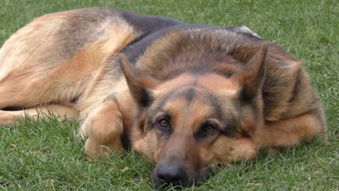 The dog love and trust you Dog canine pet animals adorable