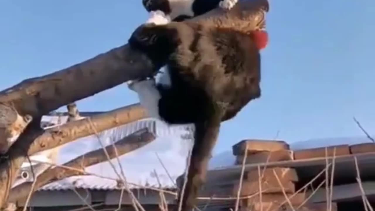 Funny cat..