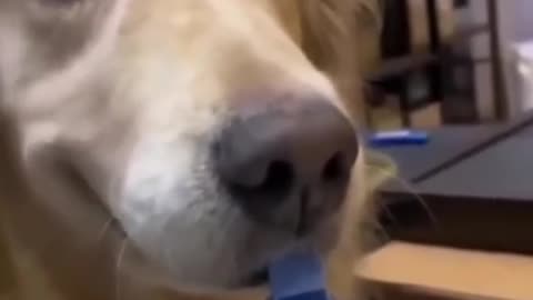 Funny animals 😂😂