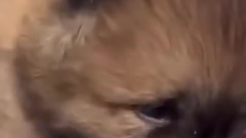Cute Corgi Puppy Dog Training Video #short
