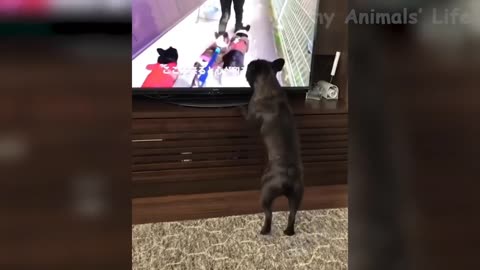 👍Best funny cats 😹 and dogs 🐶 Masti ...