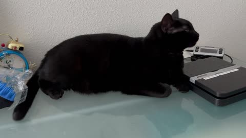 Adopting a Cat from a Shelter Vlog - Cute Precious Piper Waits Patiently for a Visitor