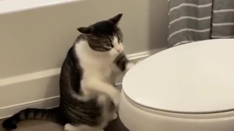 Cute cats - funny videos