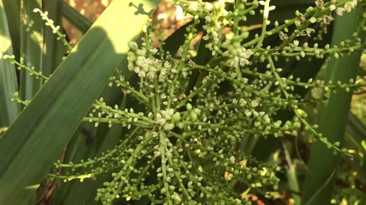 Sabal minor. Will I get seeds this year