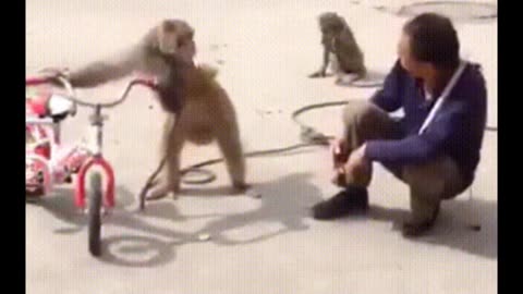 Funny monkey