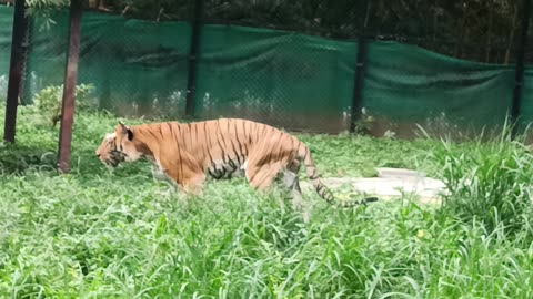 Tiger king international park
