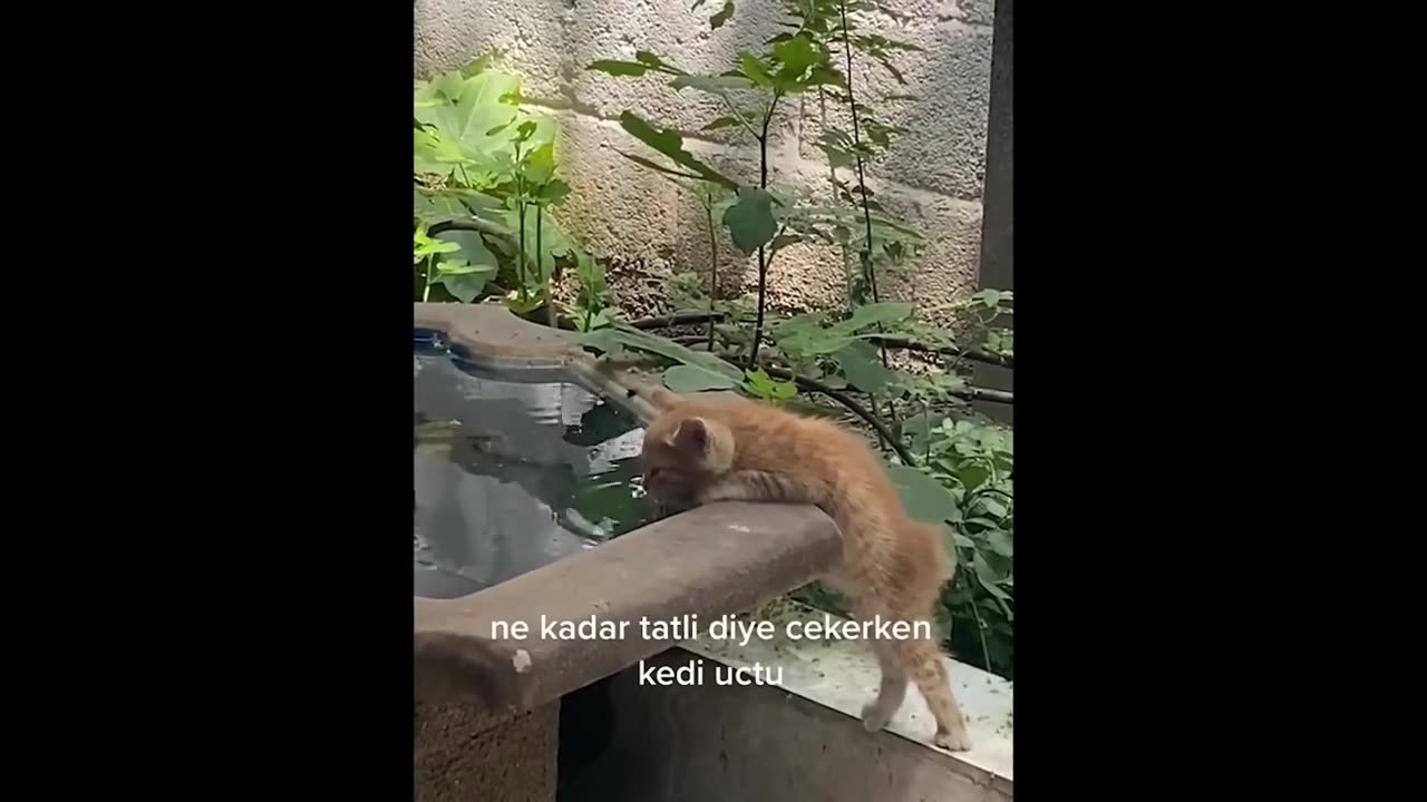 New Funny Cats and Dogs Videos ｜ Funniest Animal Videos 2023 ｜ FUNNY CAT VIDEO ｜ FUNNY DOG VIDEO #80