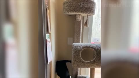 Funny Animal Video