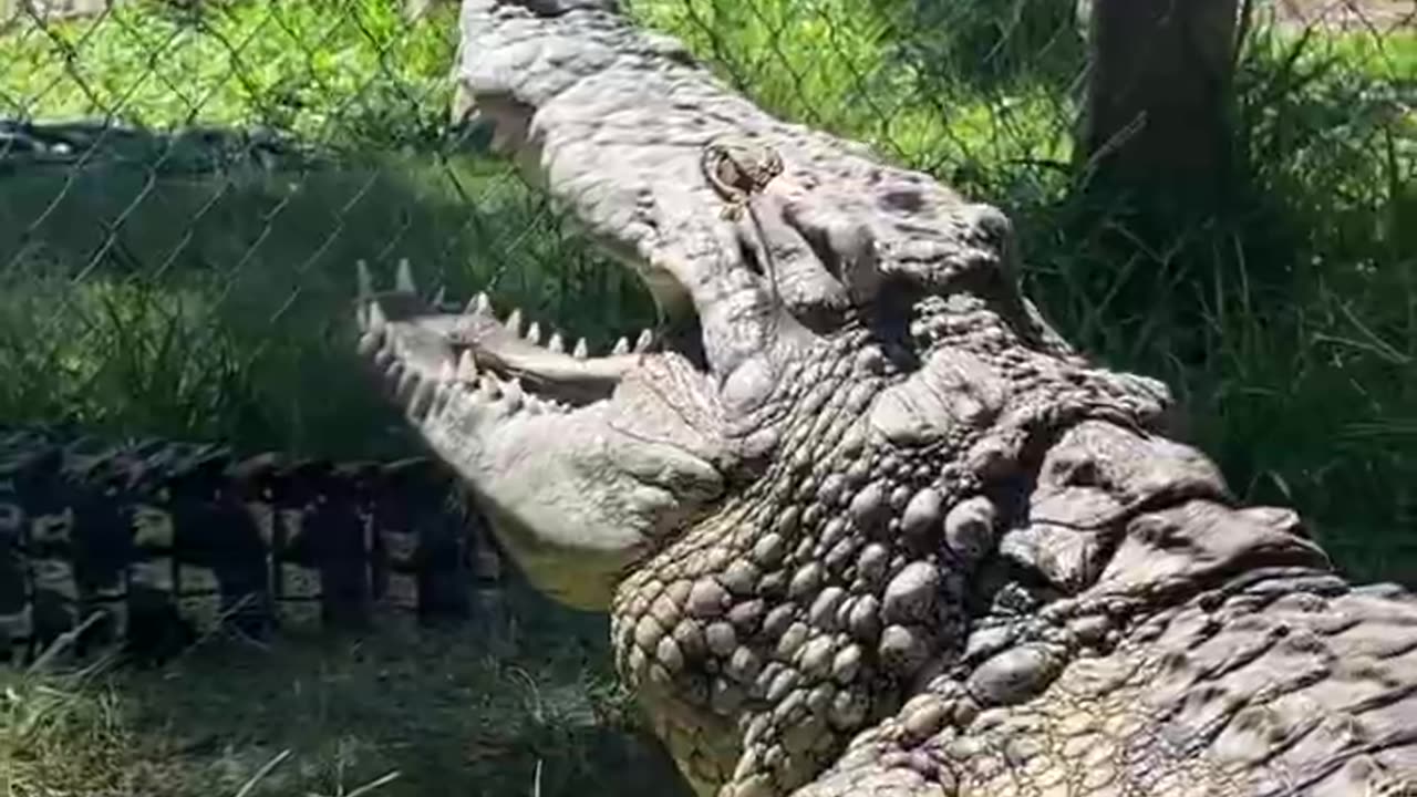 Crocodile AMBUSH! #short #shorts #animal #wildlife #Crocodile #nature