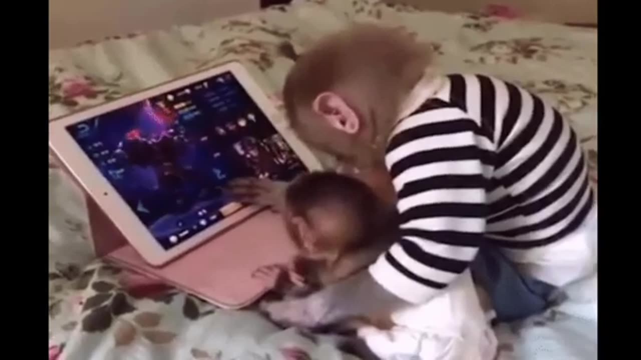 Funny monkey