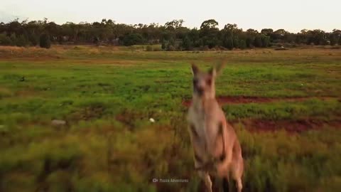 How to Survive a Kangaroo Attack