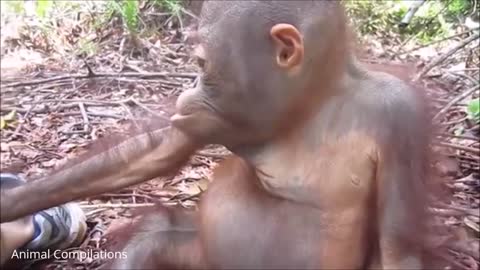 Adorable baby orangutan