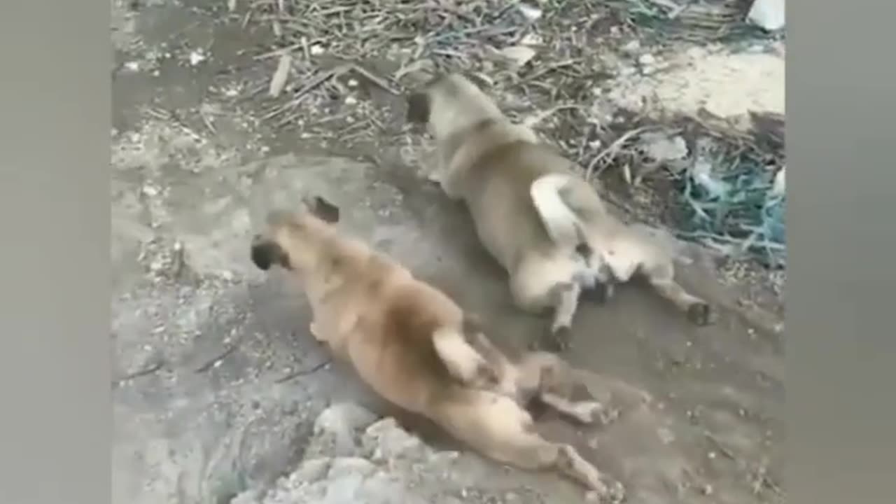 funny animal-cute cat and dog
